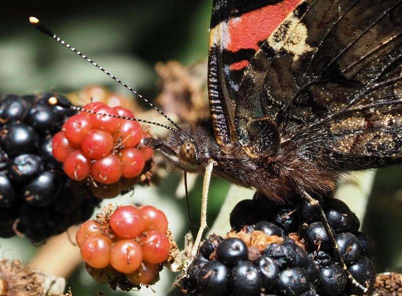 red admiral 2019B.jpg