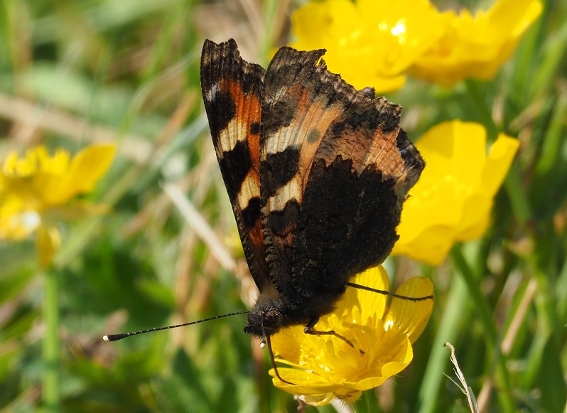 red admiral 2020B.jpg