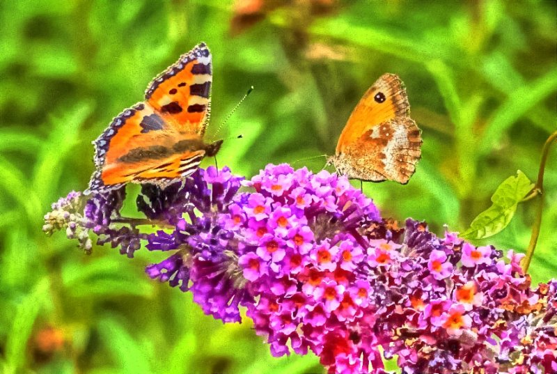 Red Admiral Gate Keeper_Painterly 2.jpg