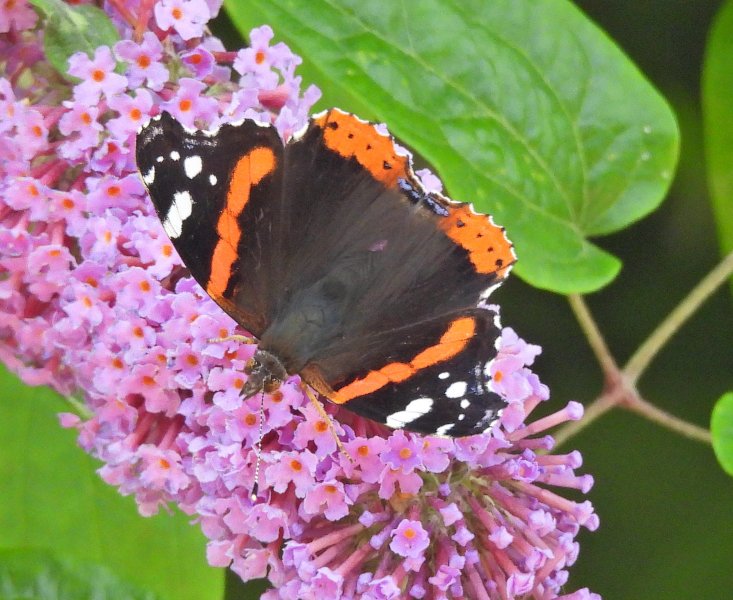 red Admiral.JPG