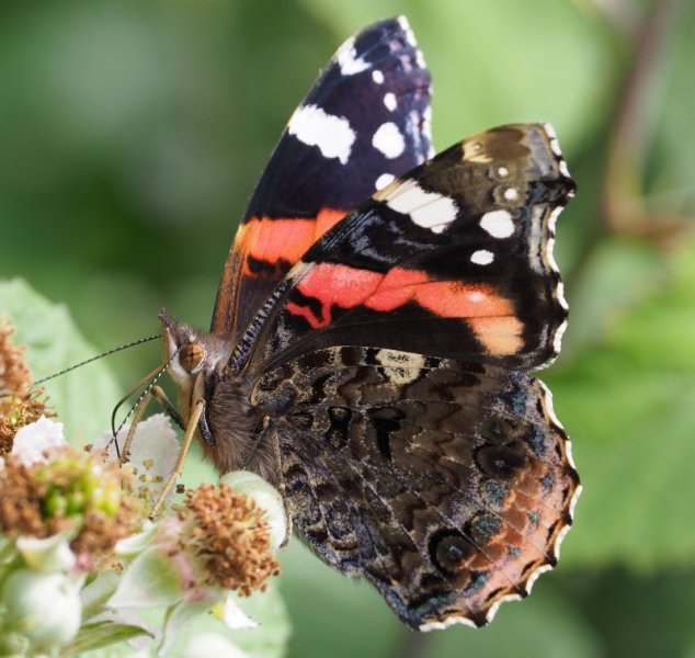 red adniral 2019.jpg