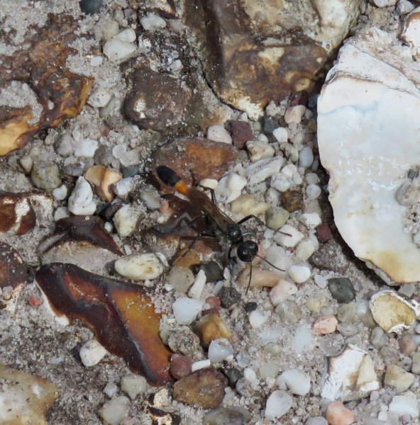 Red Banded Sand Wasp.JPG