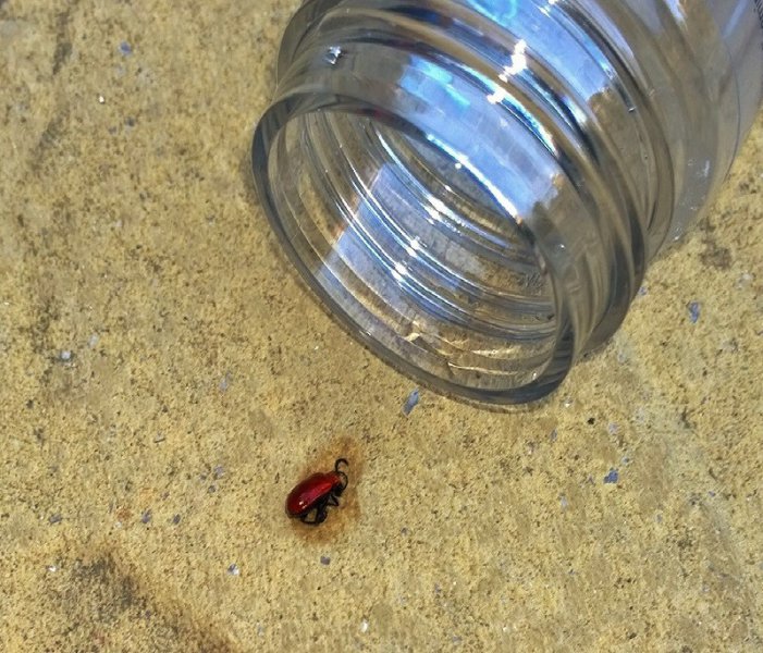 red beetle 2.jpg