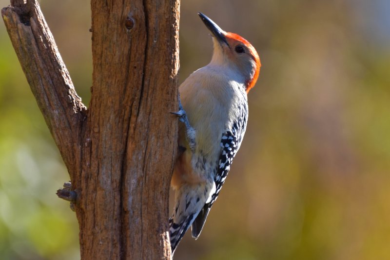 Red-Bellied Woodpecke GCr.jpg