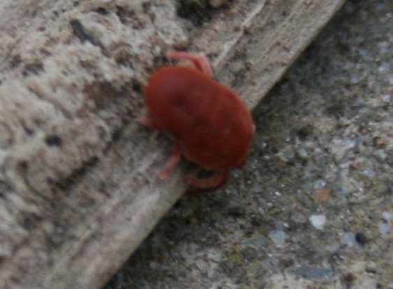 red bug.jpg