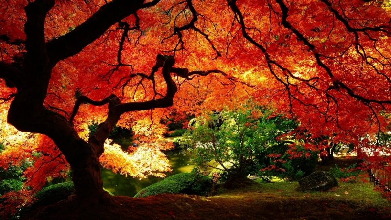 Red-Color-Tree-Wallpaper-Hd.jpg