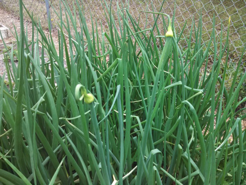 red-creole-onion-bolting-30mar13.jpg