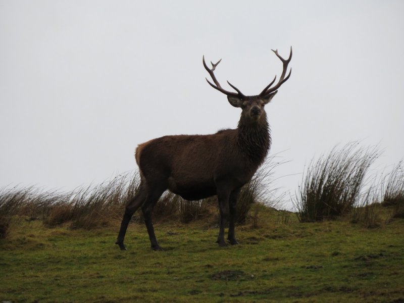 Red Deer (2).JPG