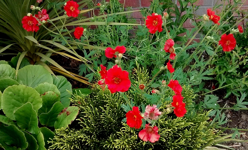 red flower in borders.jpg