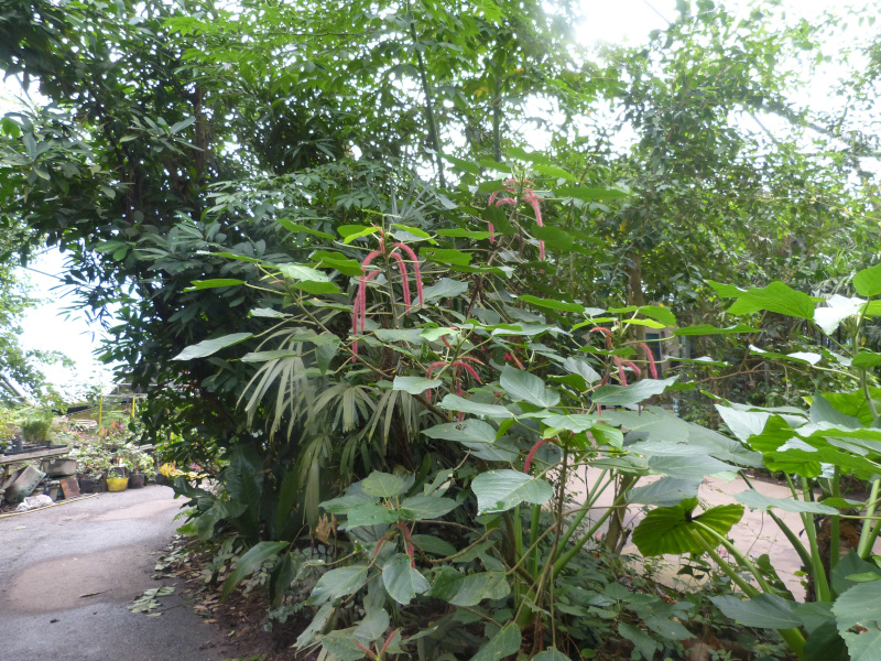 Red Hot Cats Tails.JPG