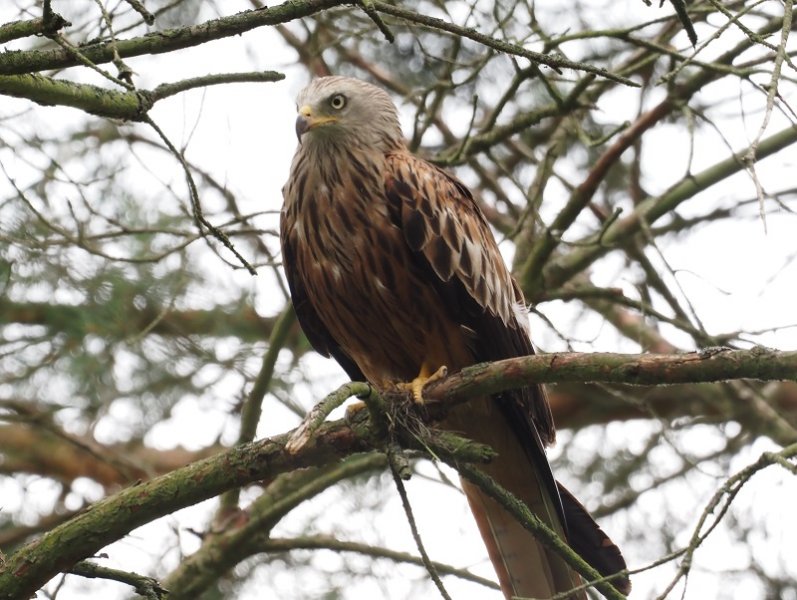 red kite 2020B.jpg