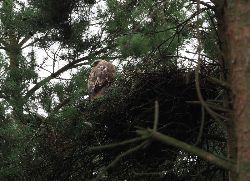 red kite nest.jpg