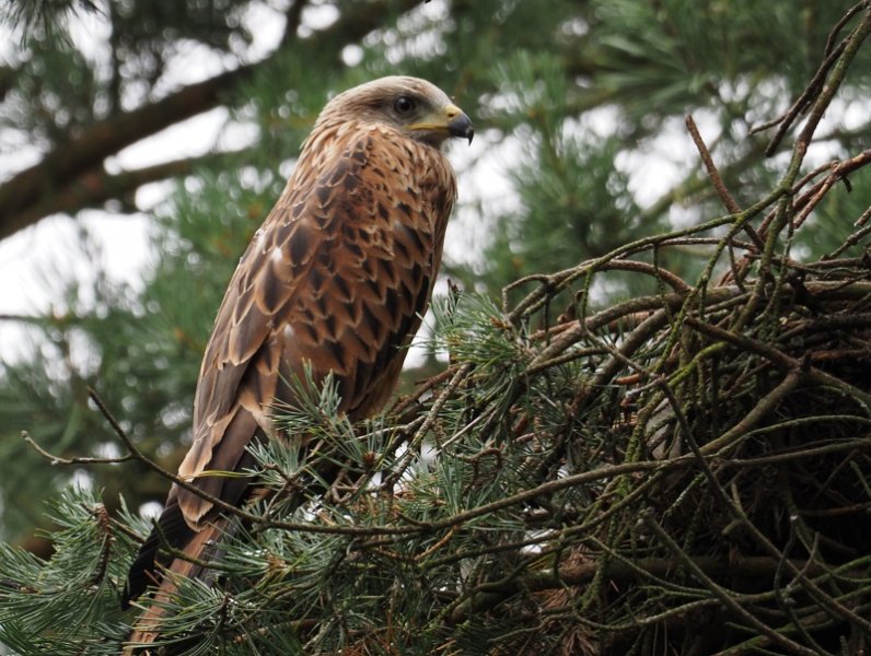 red kite nest2.jpg