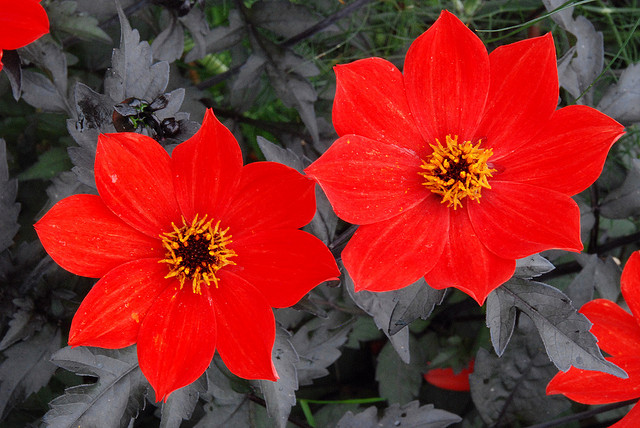 Red out of the black (red flowers).jpg