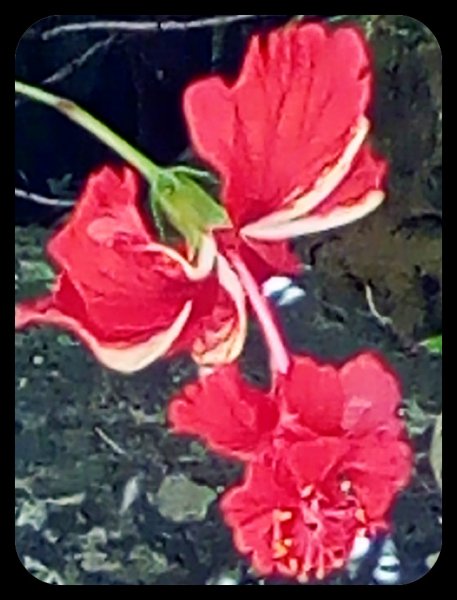 Red Pagoda 4 27 Jun.jpg