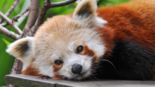 Red Pandas.jpg