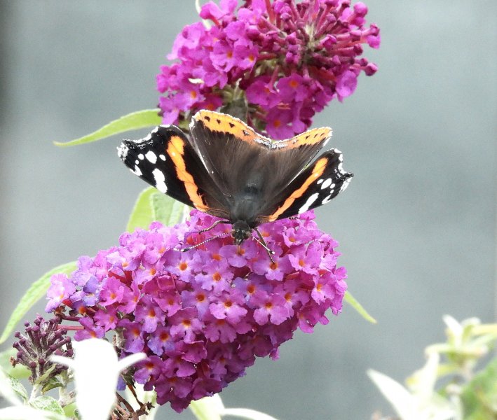 red Red Admiral (2).jpg