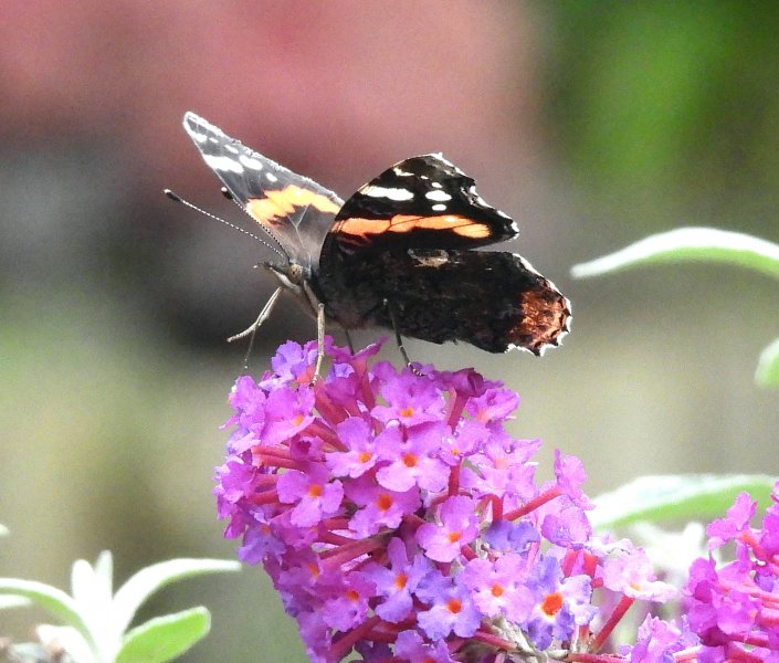 red Red Admiral (5).jpg
