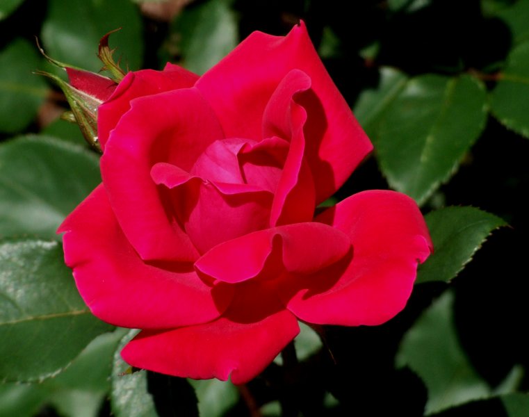 red rose.jpg
