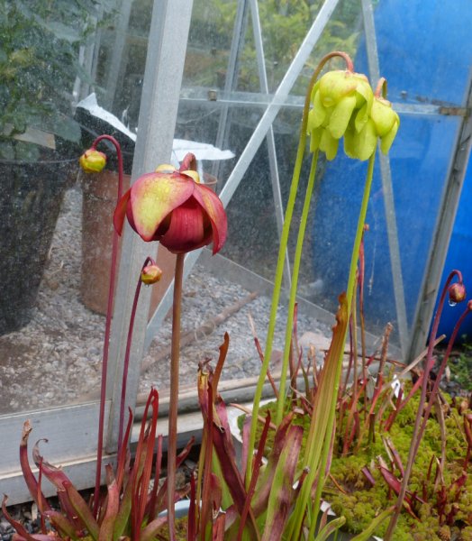 Red Sarracena.JPG