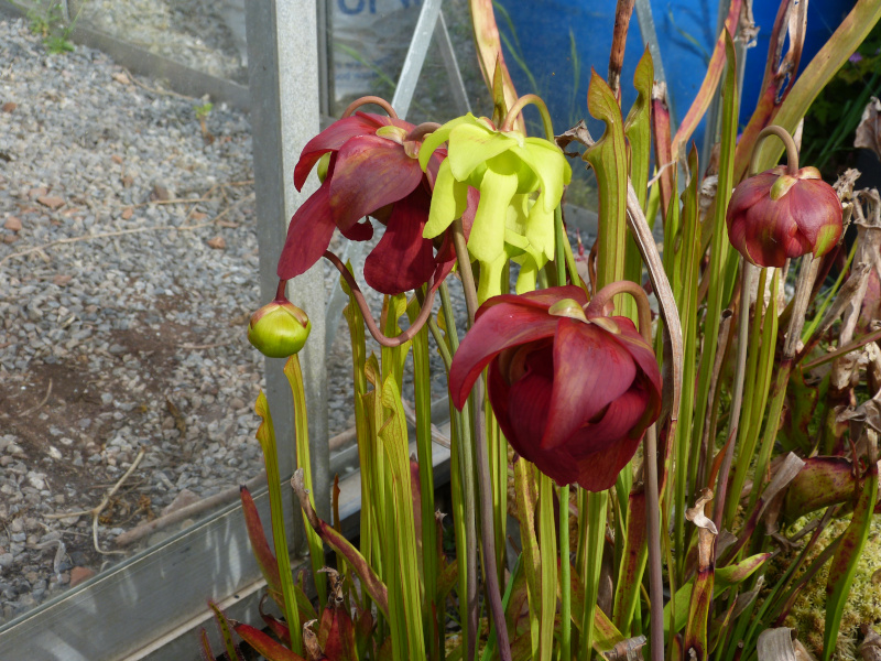 Red Sarracenia.JPG