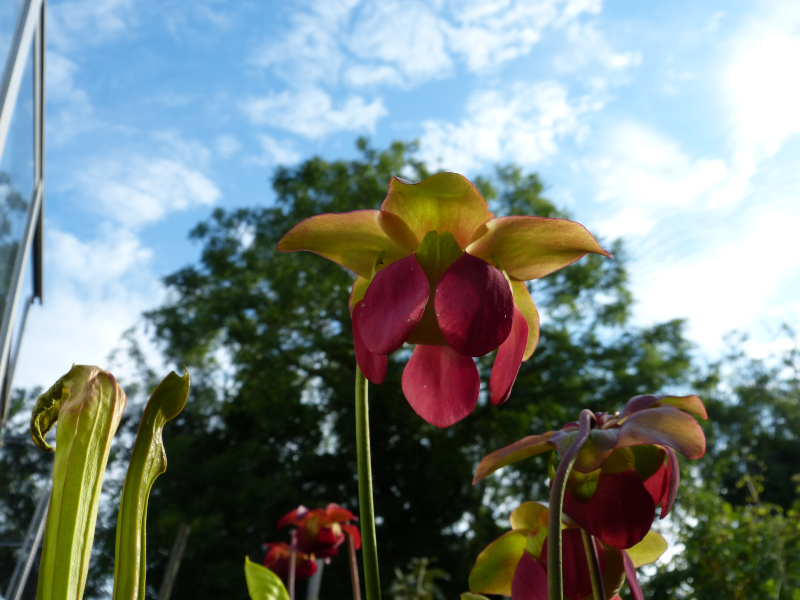 Red Sarrracenia 2.JPG