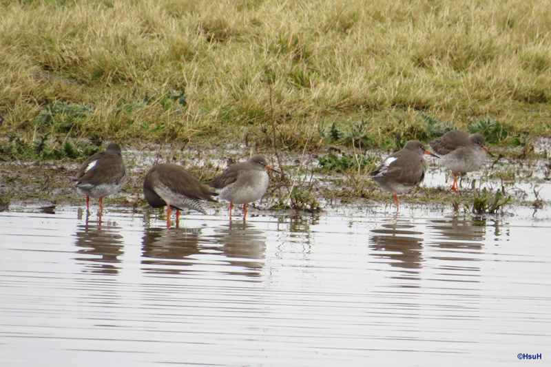 Red shank.jpg
