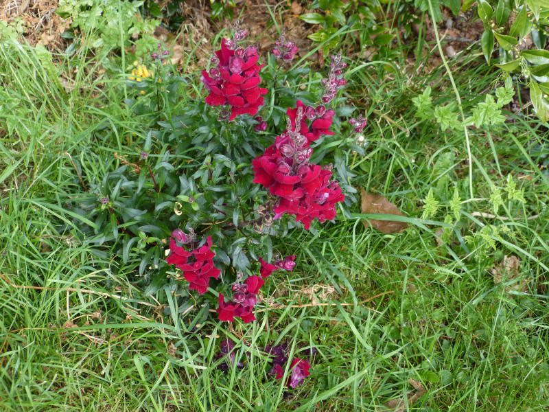 Red Snapdragon.JPG