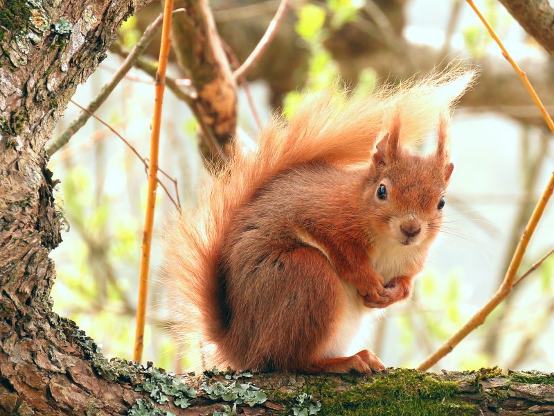 red squir.jpg