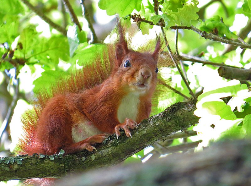 Red-Squirrel-Dingle.jpg