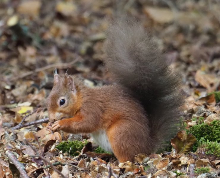 red squirrel.jpg