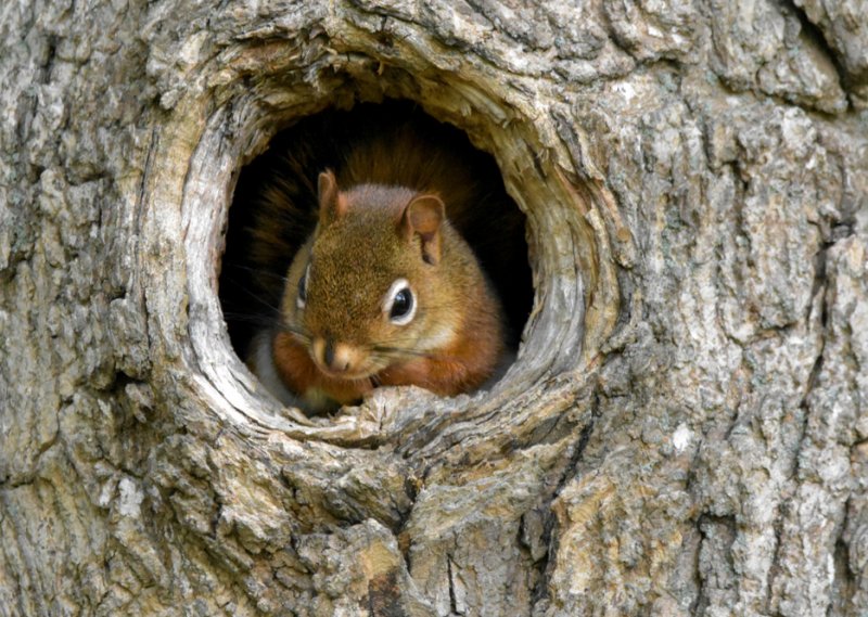 Red Squirrel.jpg
