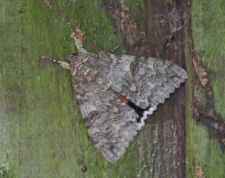 red underwing.jpg