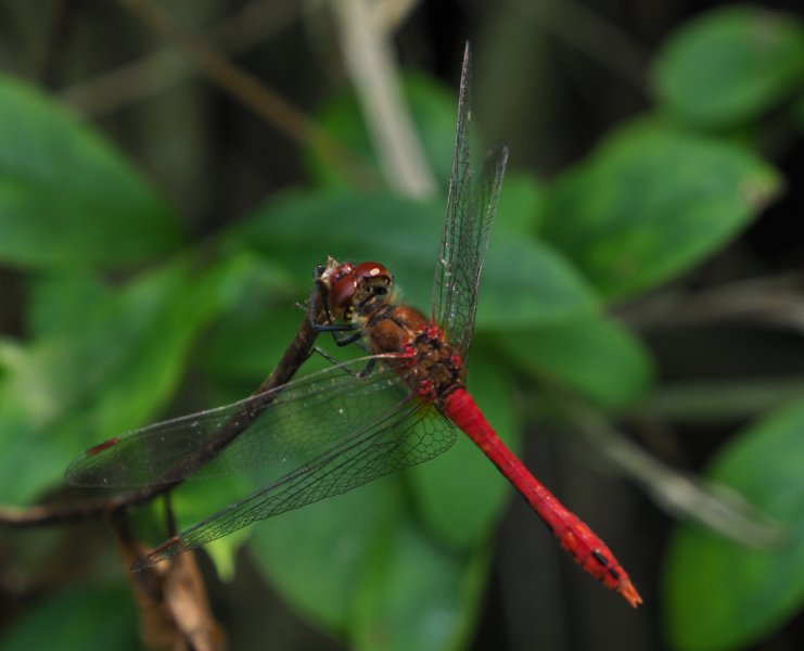 red veined darter 2019A.jpg