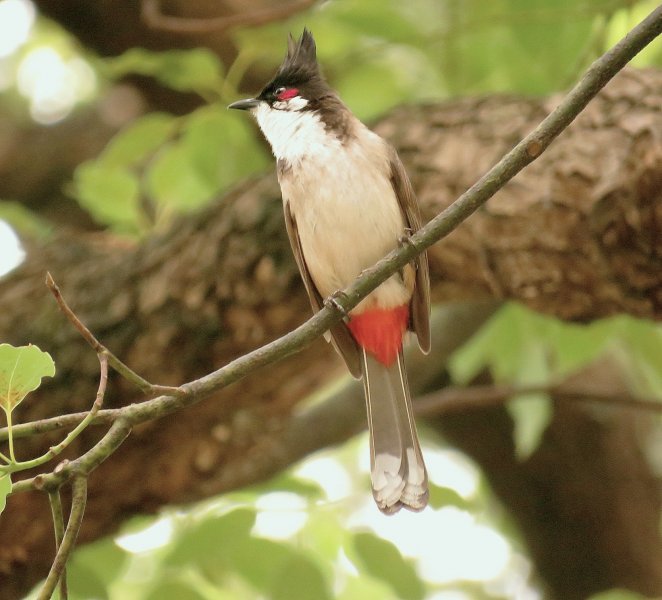 Red Whiskered Bulbil  3.jpg