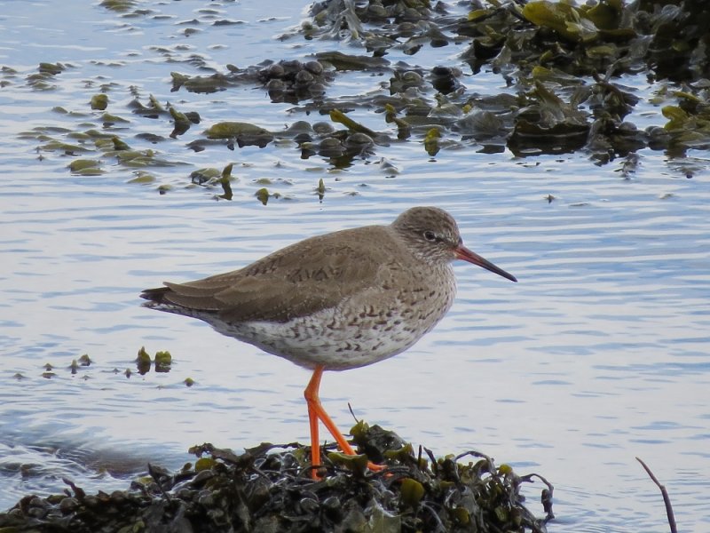 Redshank (1).JPG