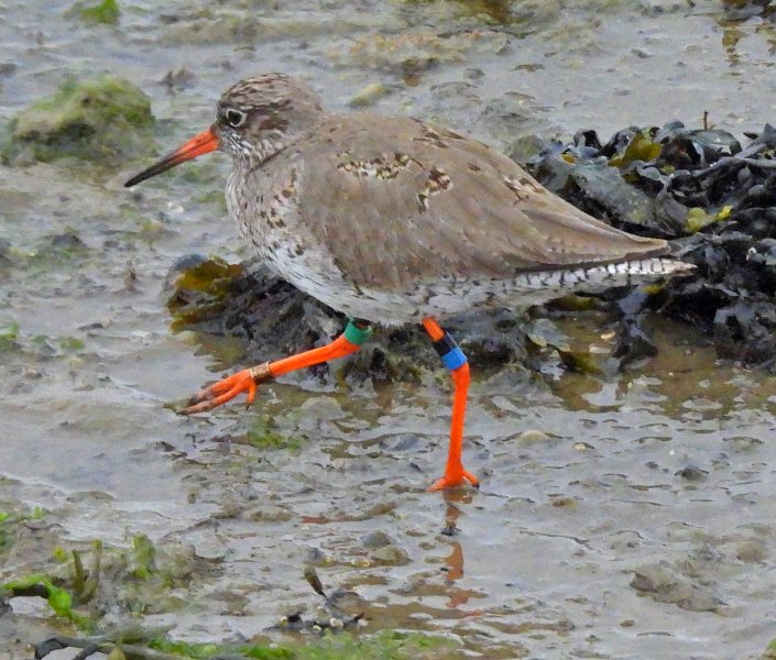 Redshank 2.JPG