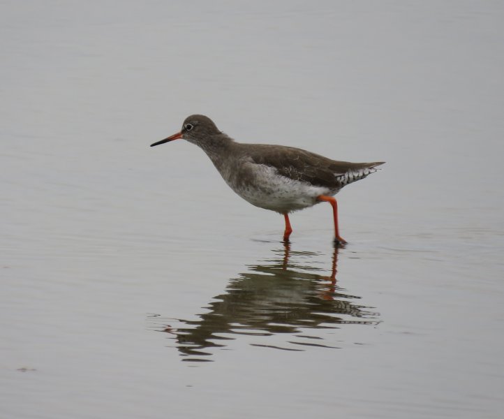 redshank.JPG