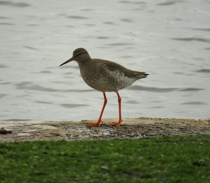 Redshank.jpg