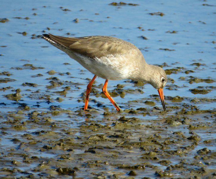 REDSHANK.JPG