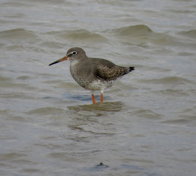 Redshank.JPG