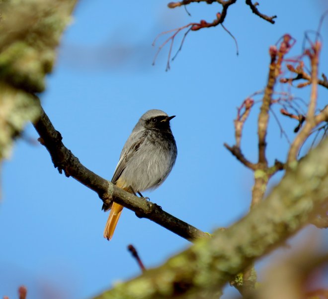 REDSTART 1.JPG