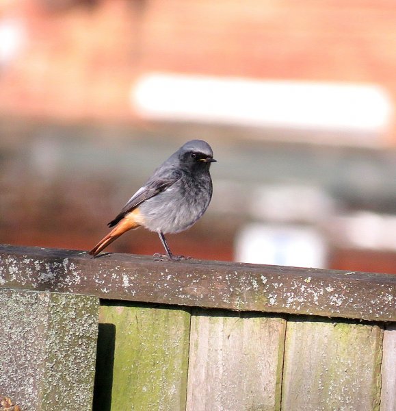 REDSTART 3.jpg