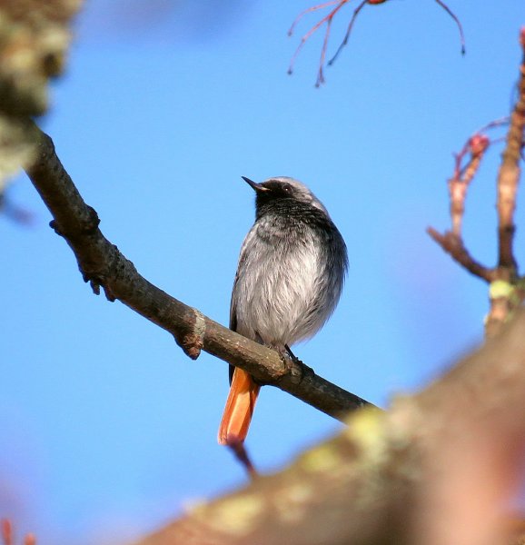 redstart 6.jpg