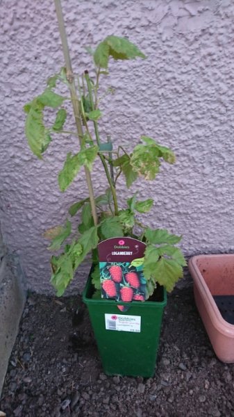 reduced pixel plants.JPG