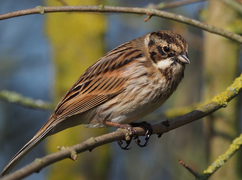 reed bunting 1.jpg