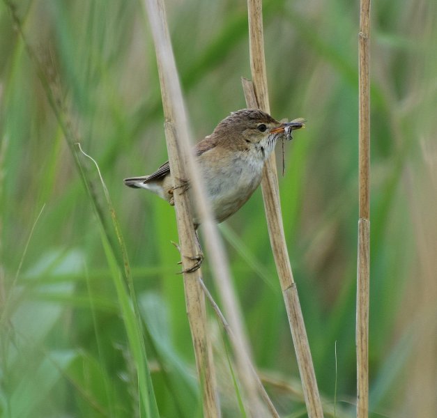 Reed Warbler 1.jpg