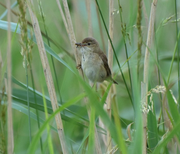 Reed Warbler 3.jpg