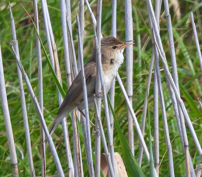 Reed Warbler.JPG