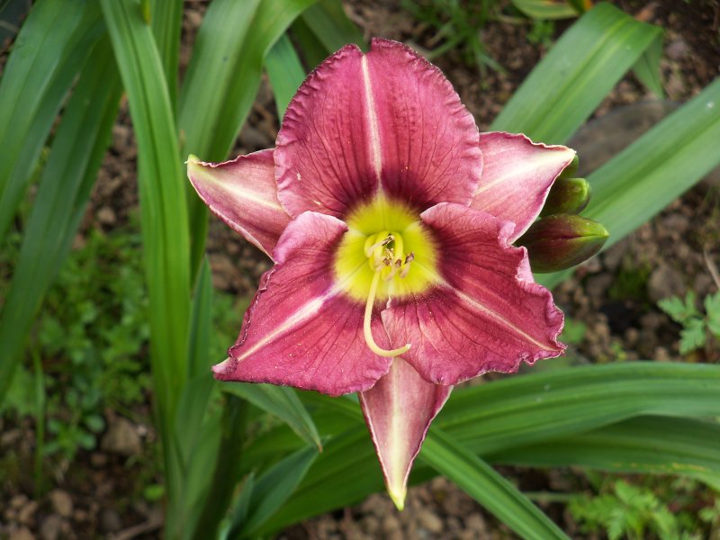 Reflections In Time x Amber Rhum.JPG